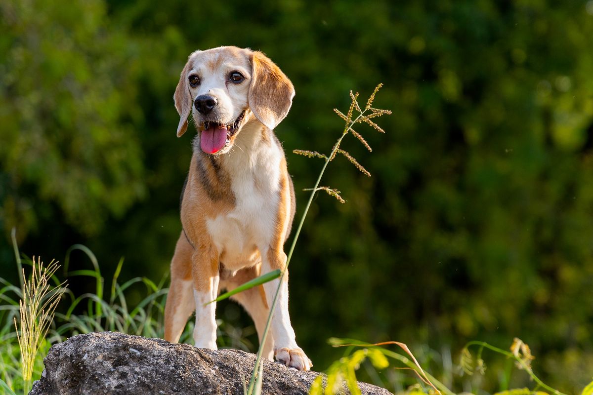 Beagle