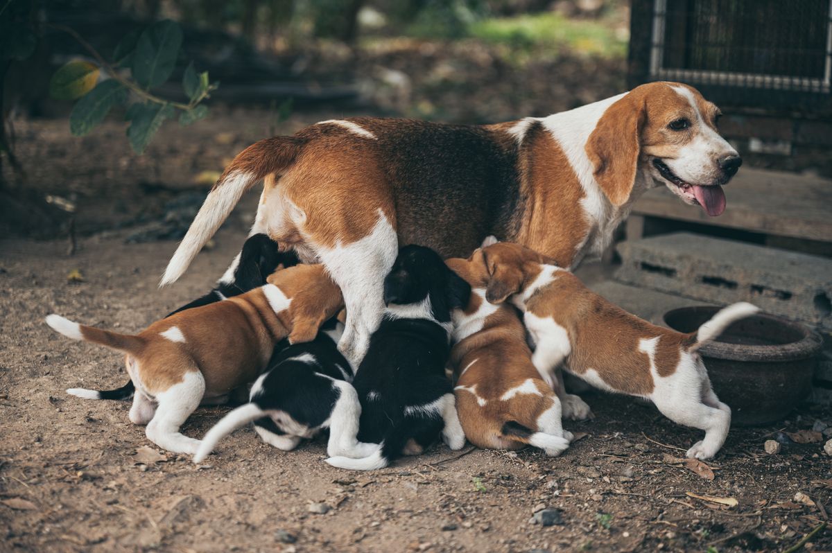 Beagle coat colors