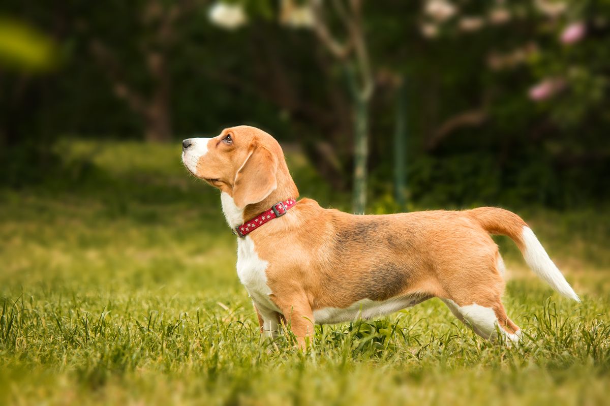 Beagle history