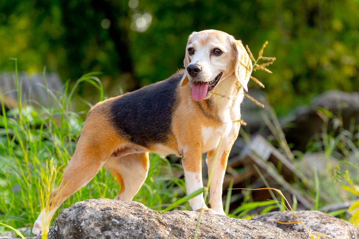 Beagle personality