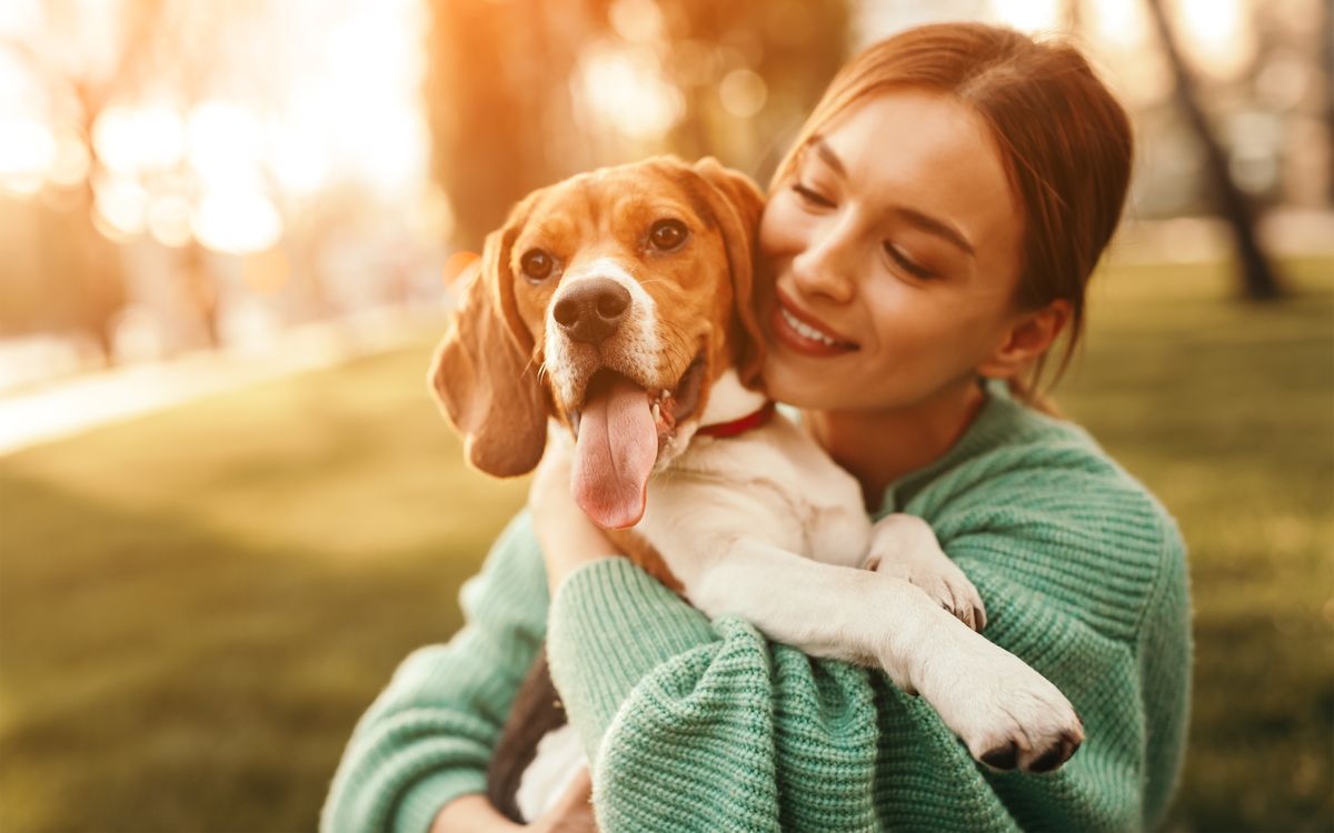 Beagle with owner
