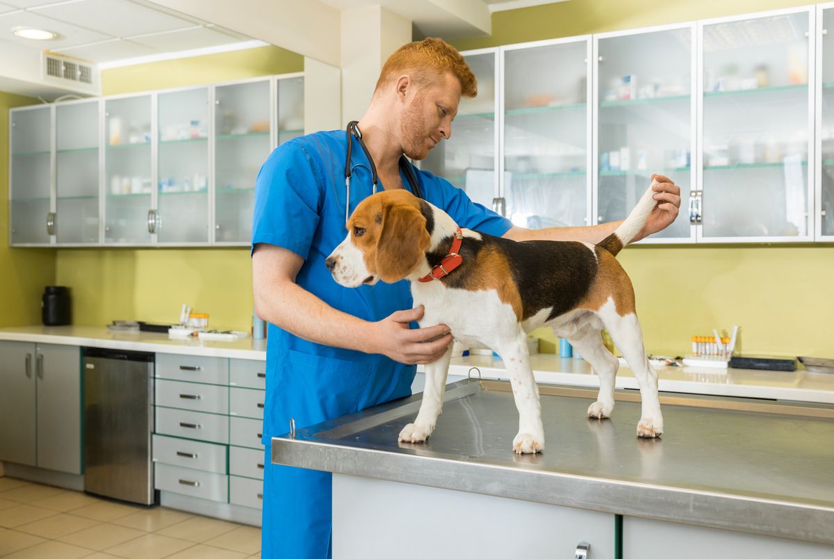 Beagle health