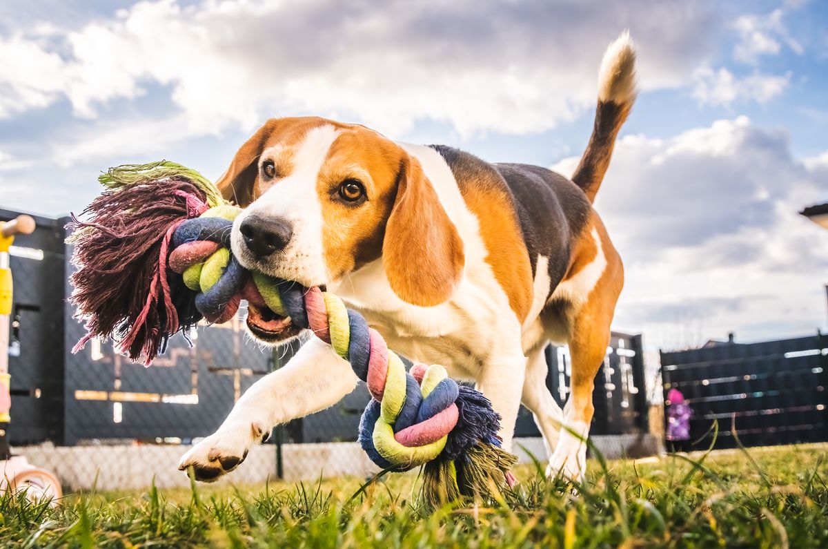 Beagle exercise