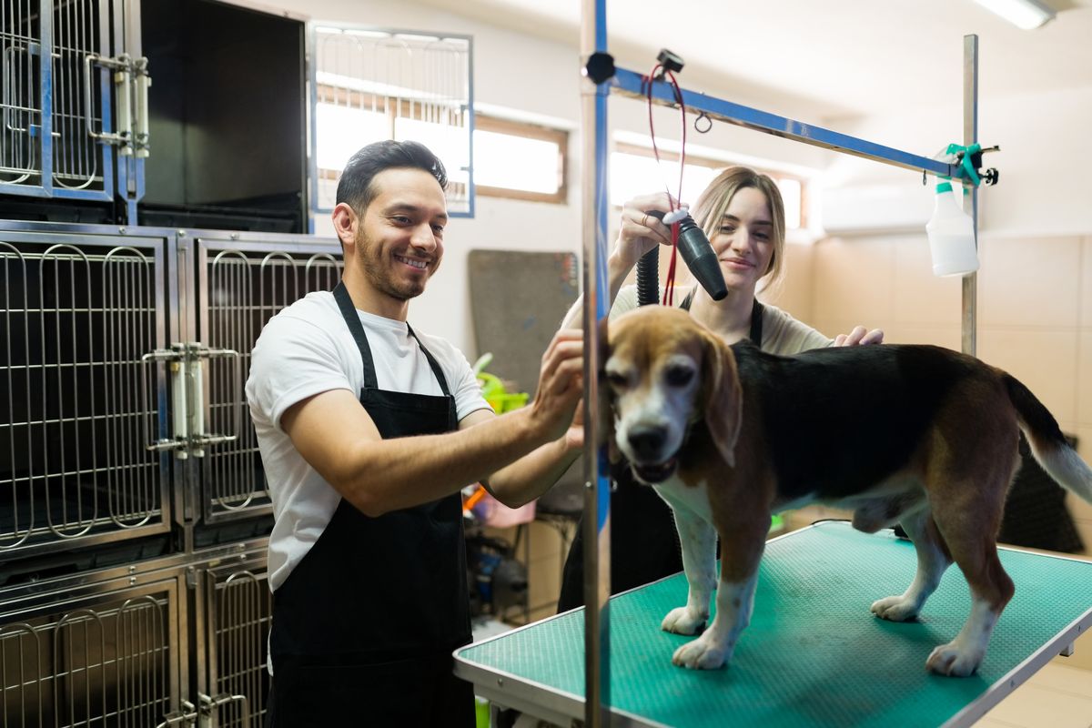 Beagle grooming