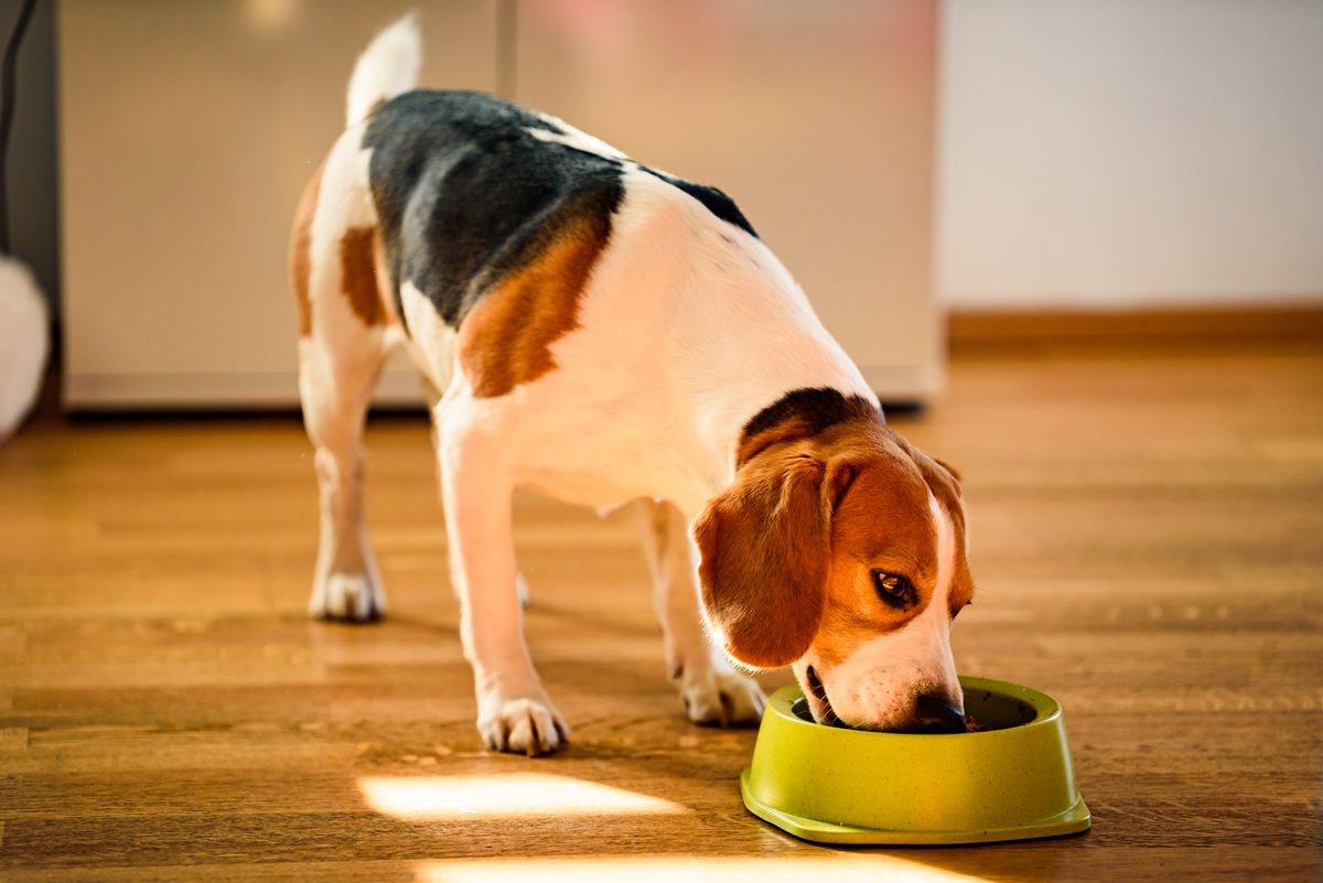 Beagle feeding