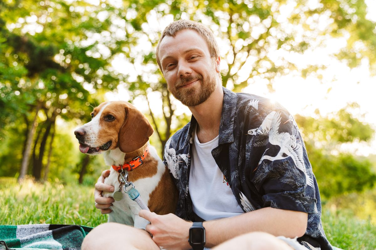 Beagle with owner