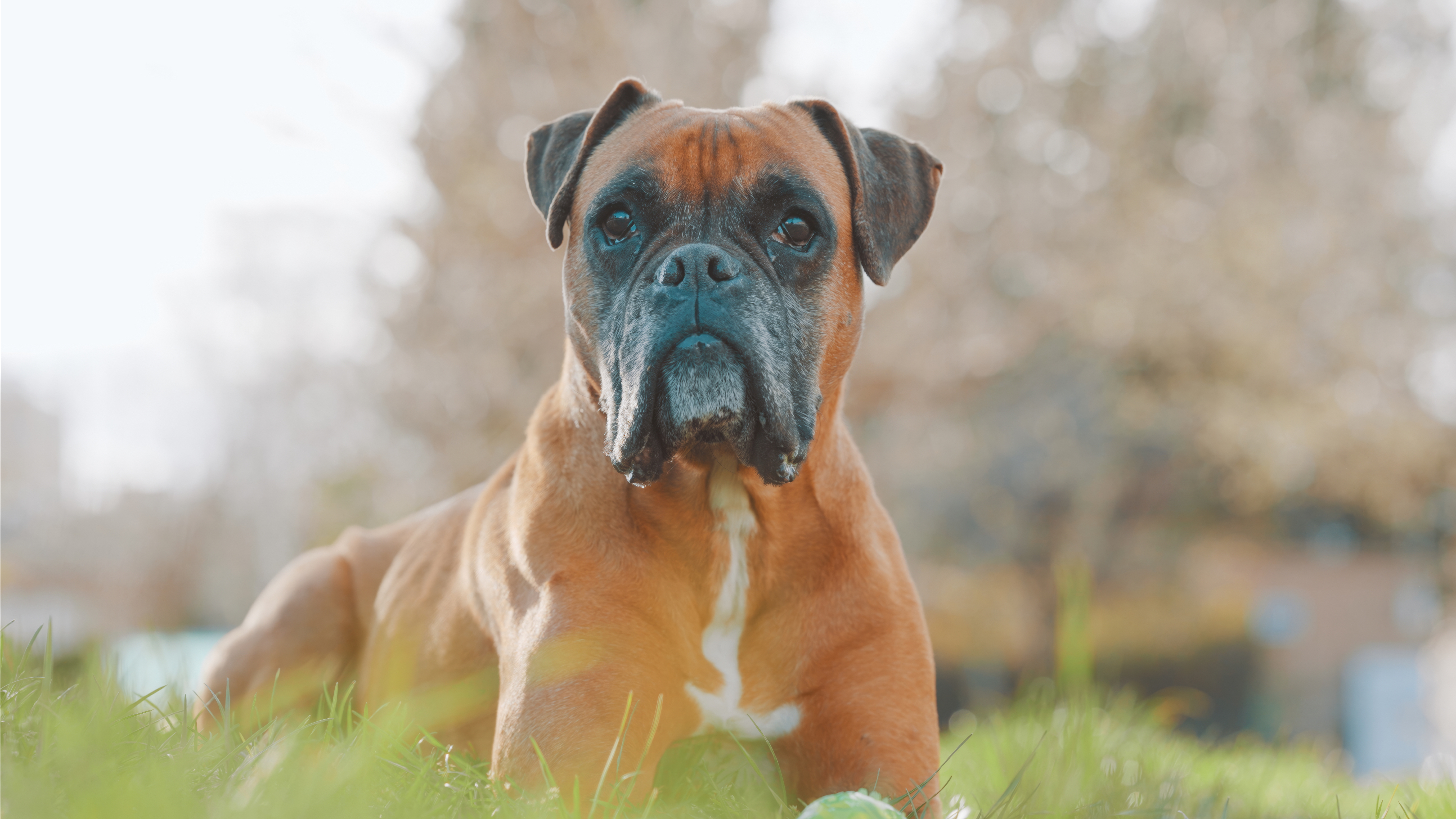Boxer