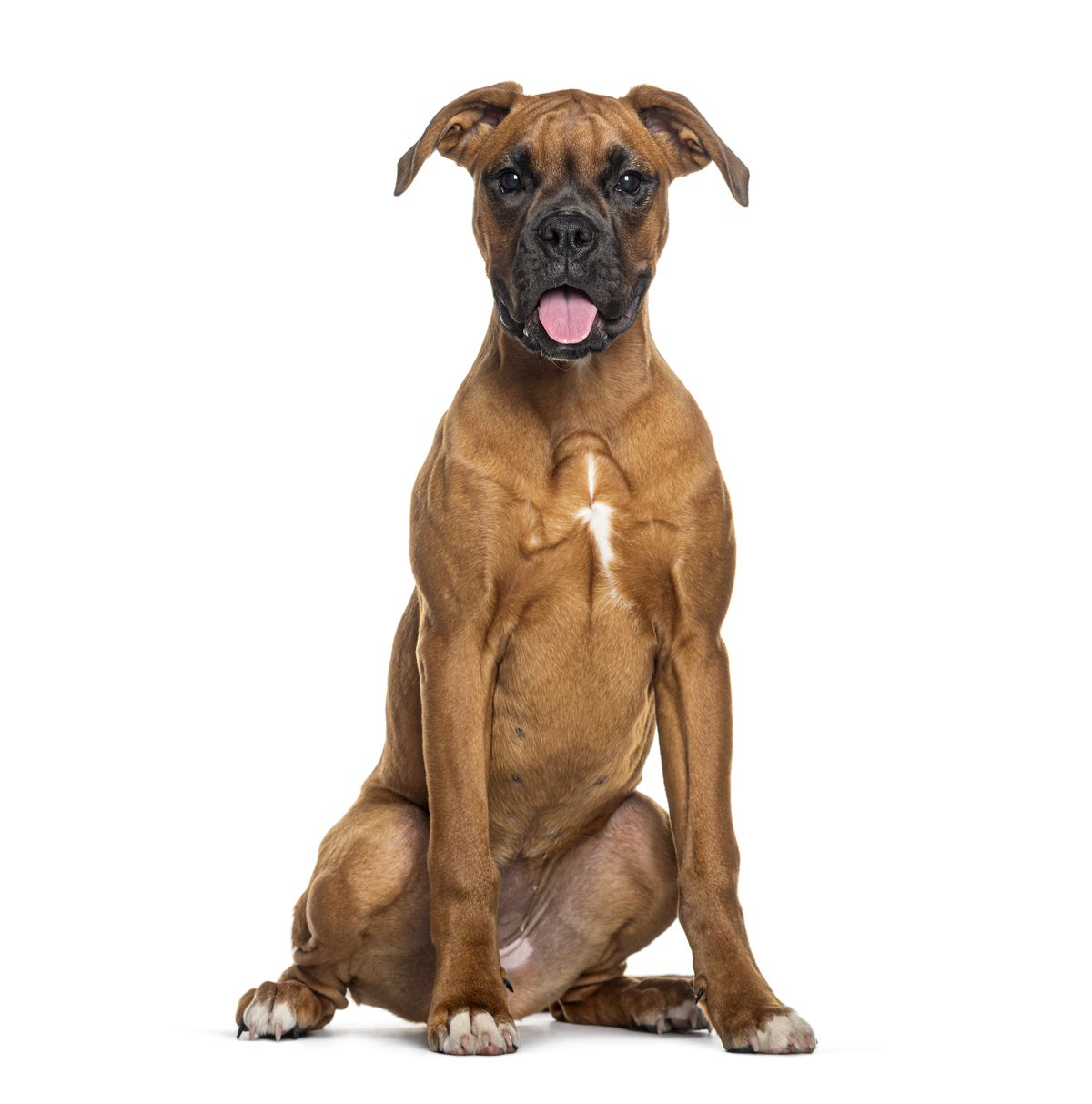 Boxer
