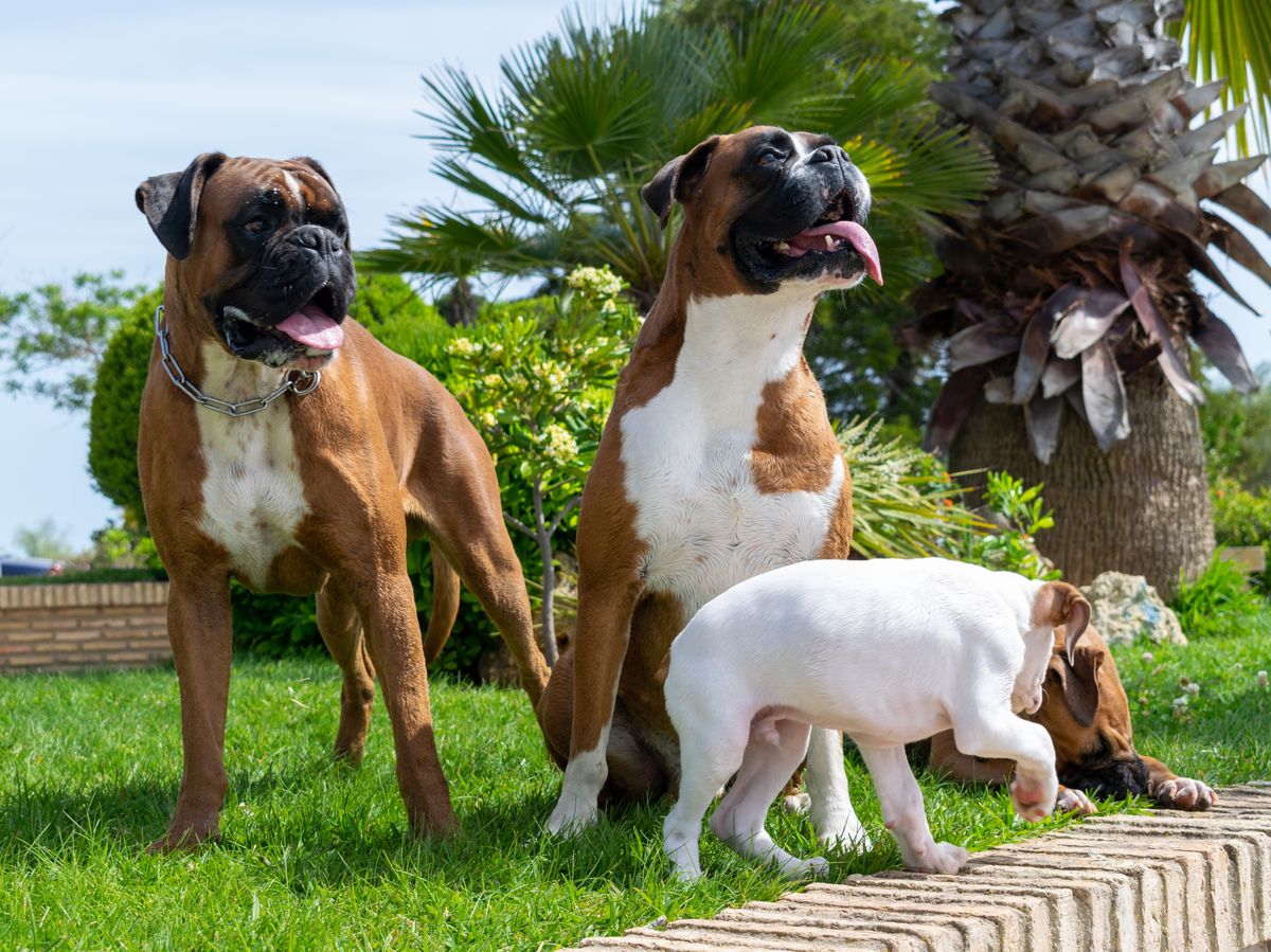 Boxer coat colors