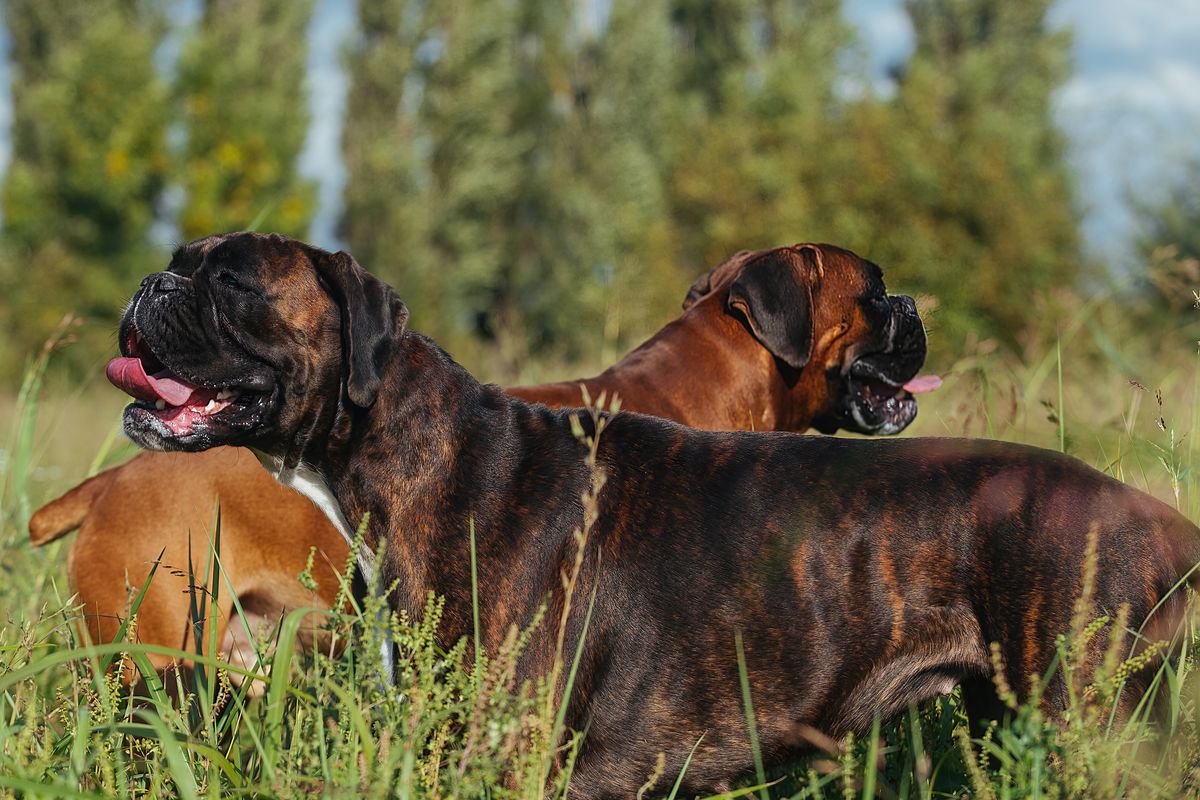 Boxer history