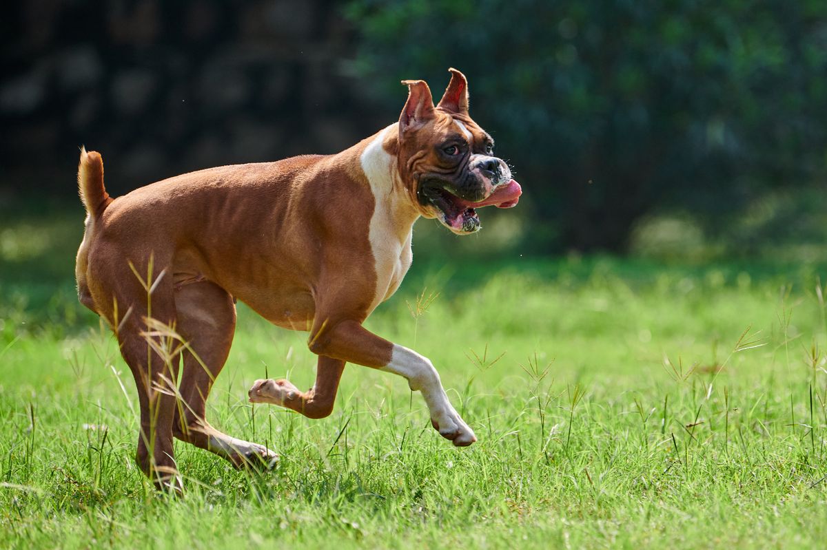 Boxer personality