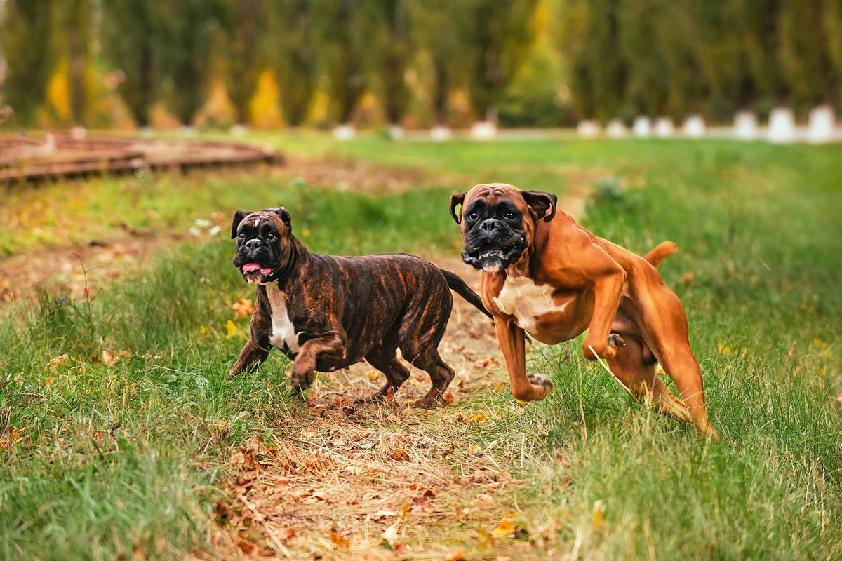 Boxer exercise