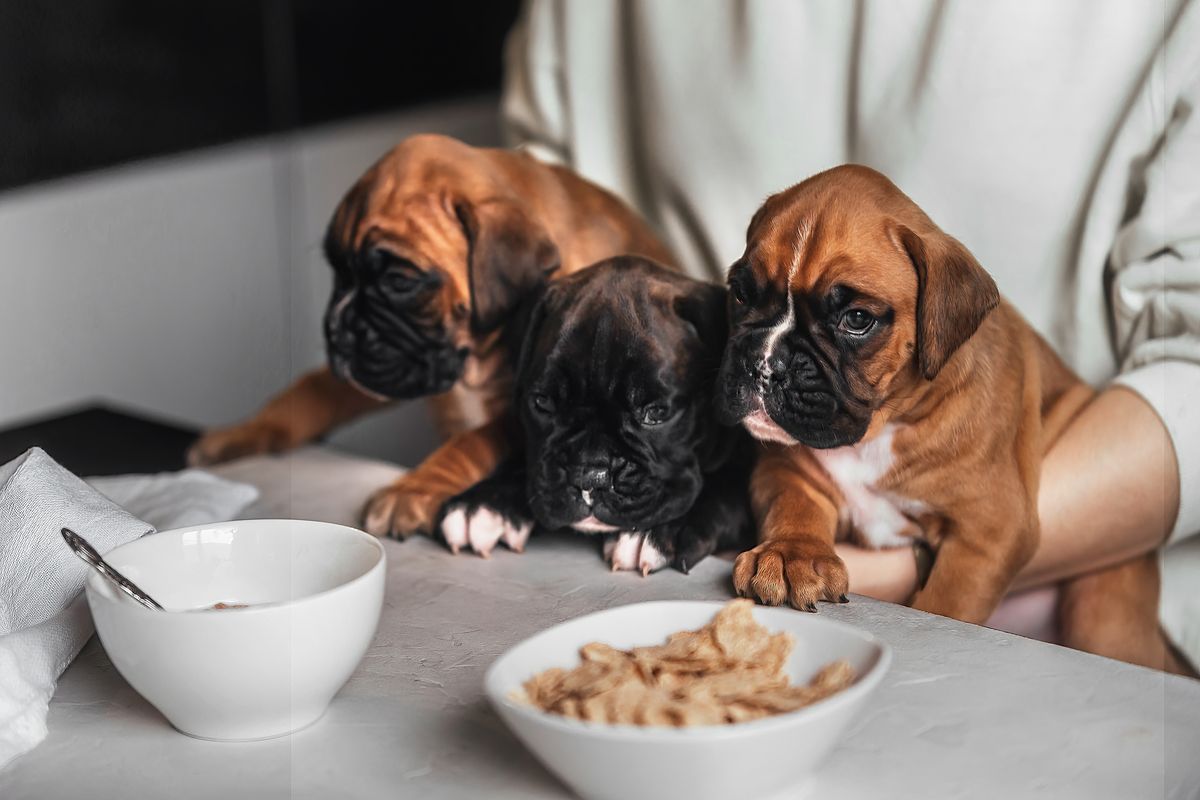 Boxer feeding