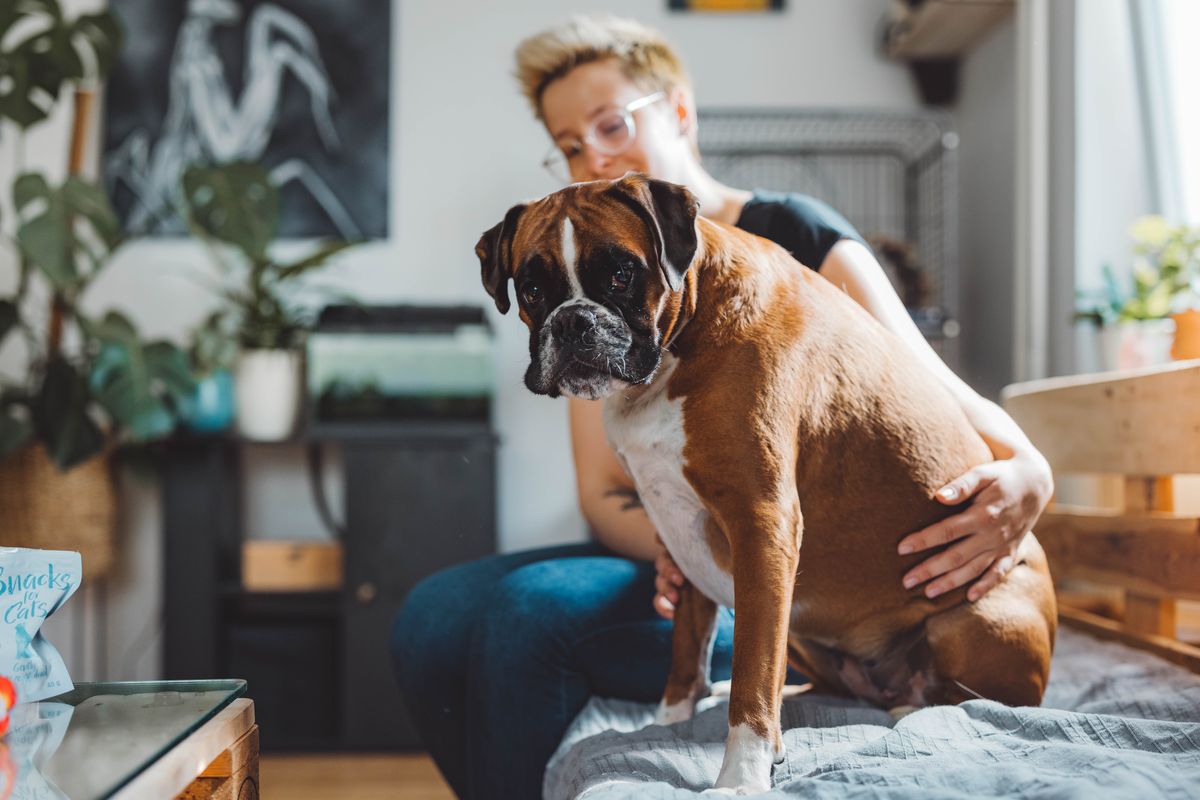 Boxer with owner