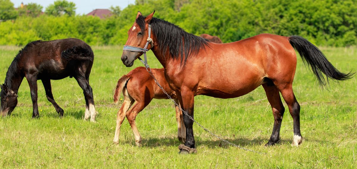 Broodmare Care Guide
