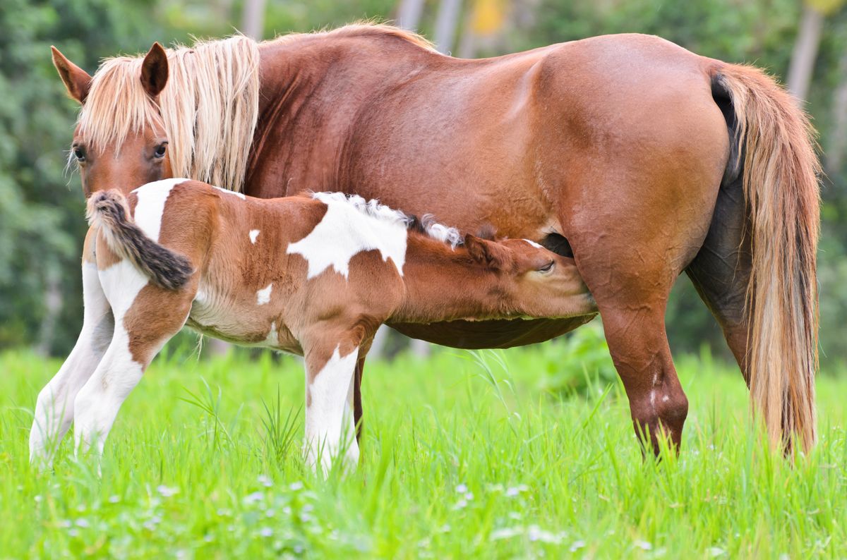 Mare and foal grazing together in a green meadow