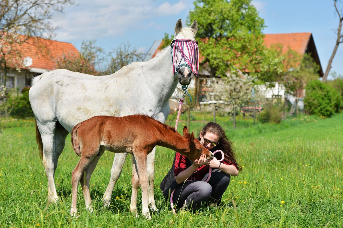 Woman with horse and foal in a field