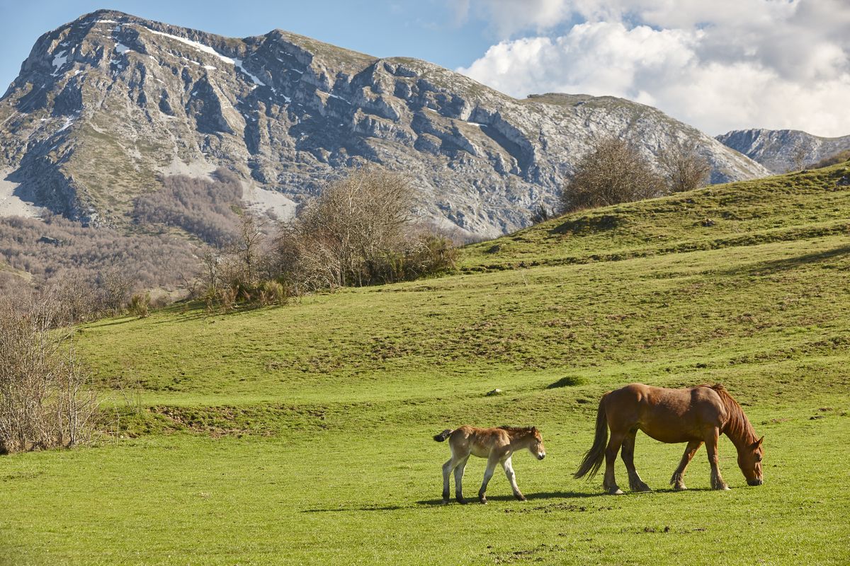 Mare with her cub grazing in a green valley