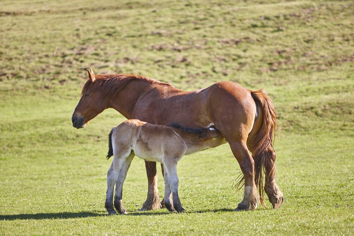 Broodmare and foal grazing in green pasture