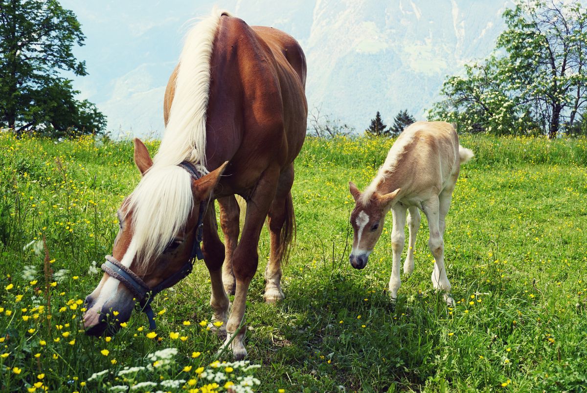 Haflinger breed broodmare with young foal grazing
