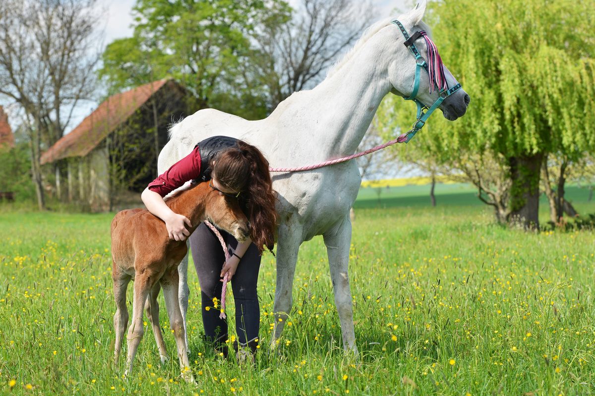 Woman with horses in a sunny meadow