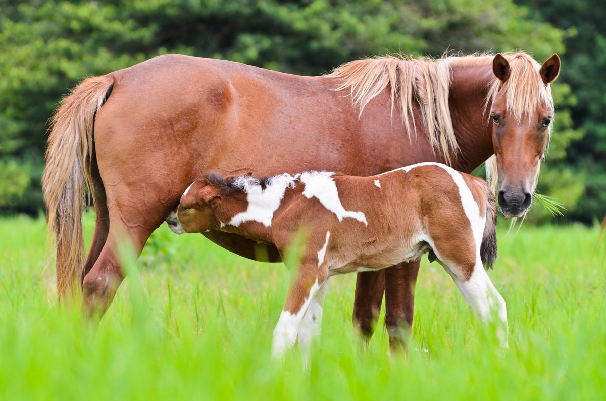 Mare and foal together in a green meadow