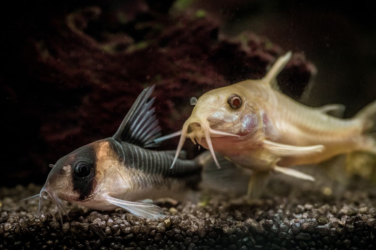 Corydoras Catfish