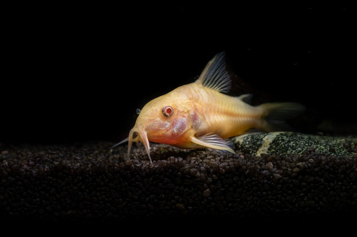 Albino Corydoras catfish resting on aquarium bottom