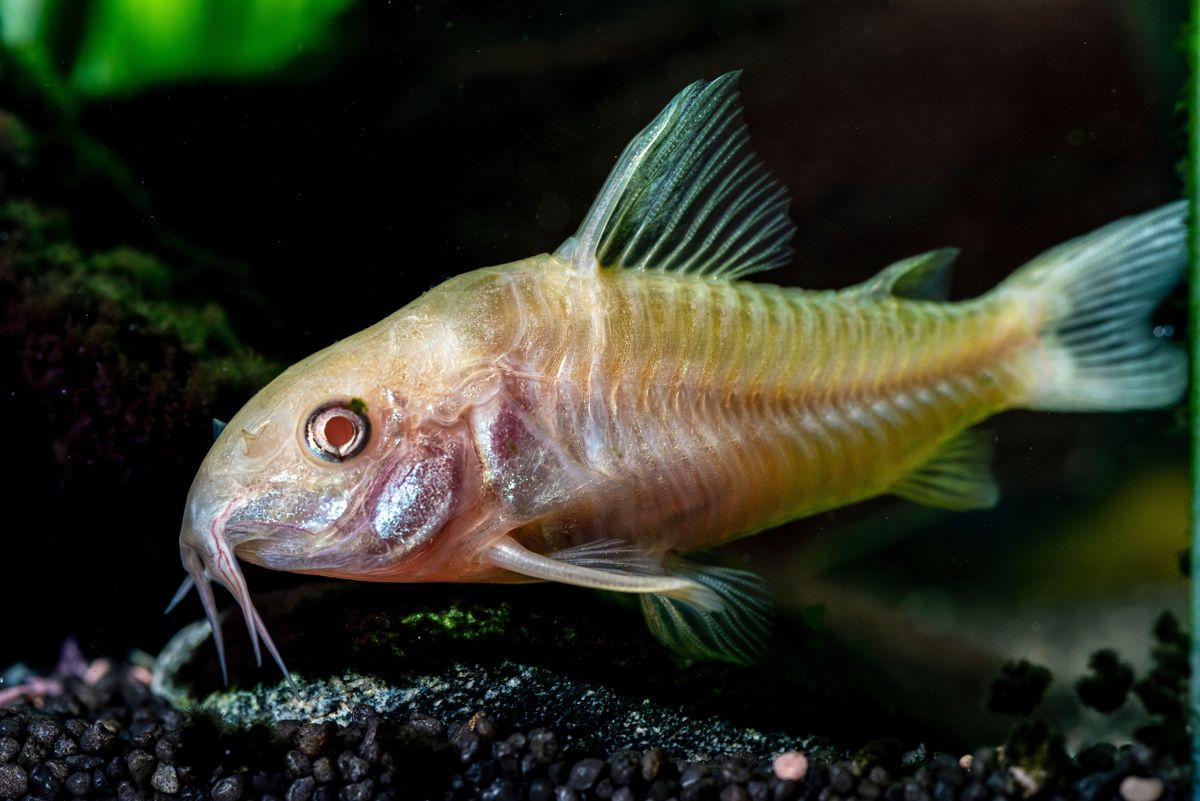 Close-up of a yellow Corydoras catfish underwater