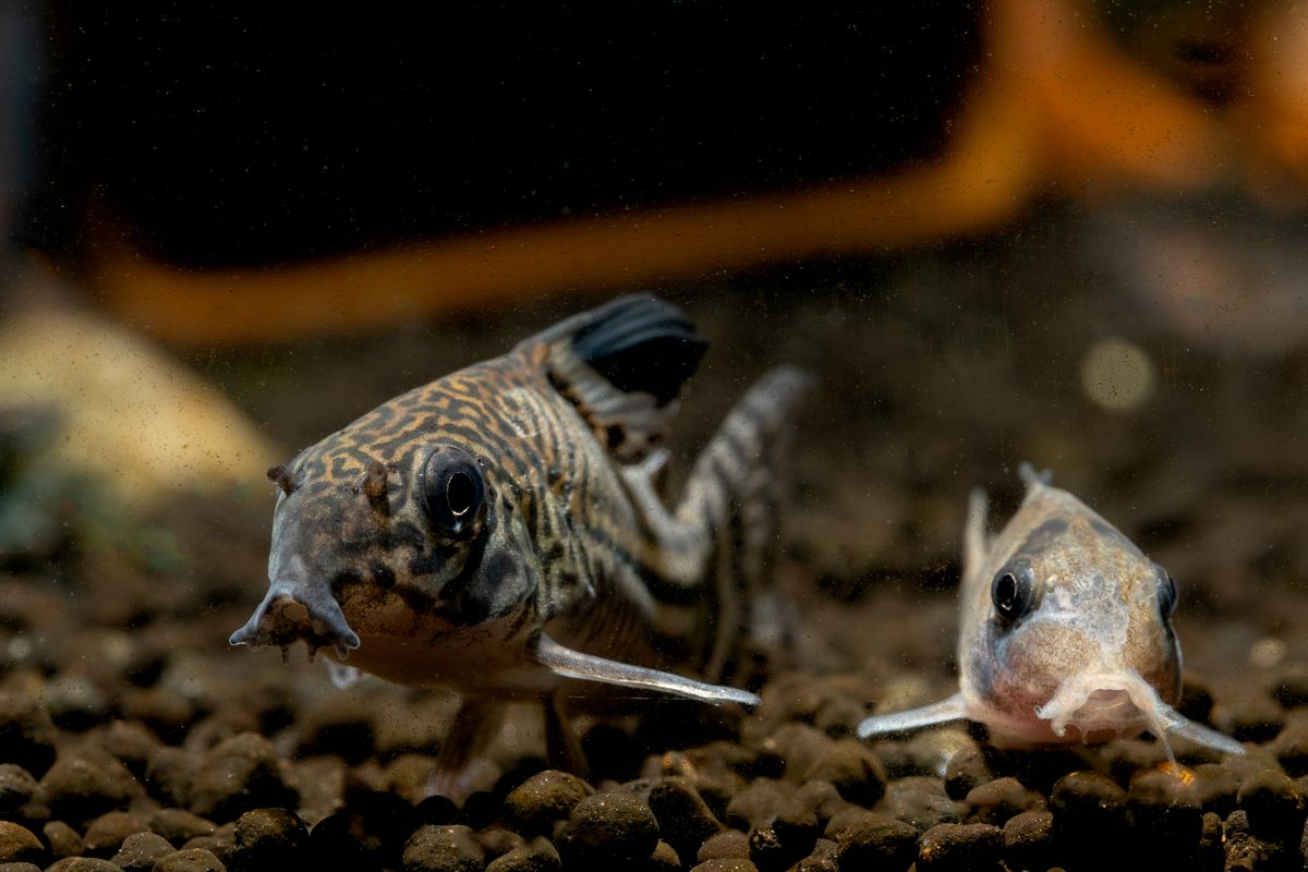 Corydoras catfish exploring gravel in a dark aquarium