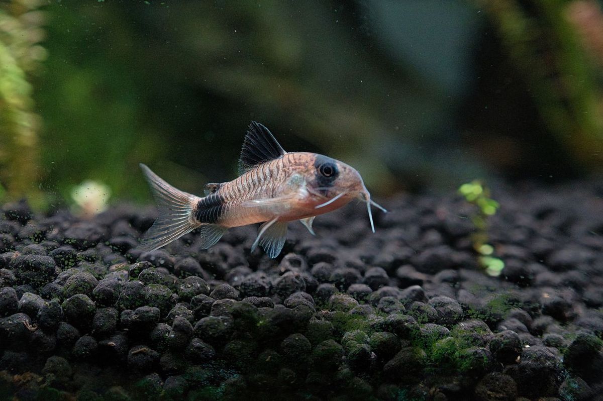 Group of Corydoras catfish swimming together