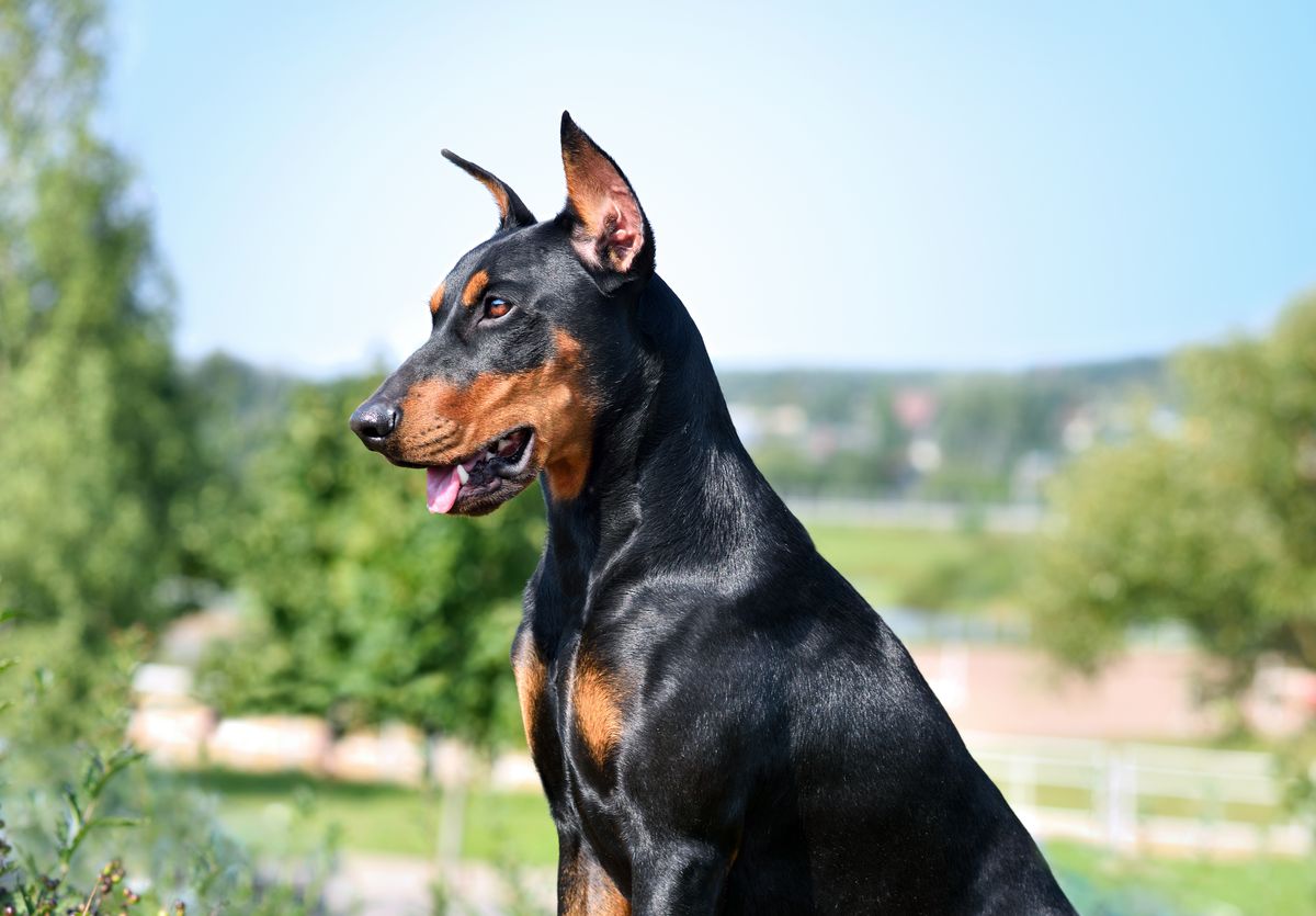 Doberman Pinscher