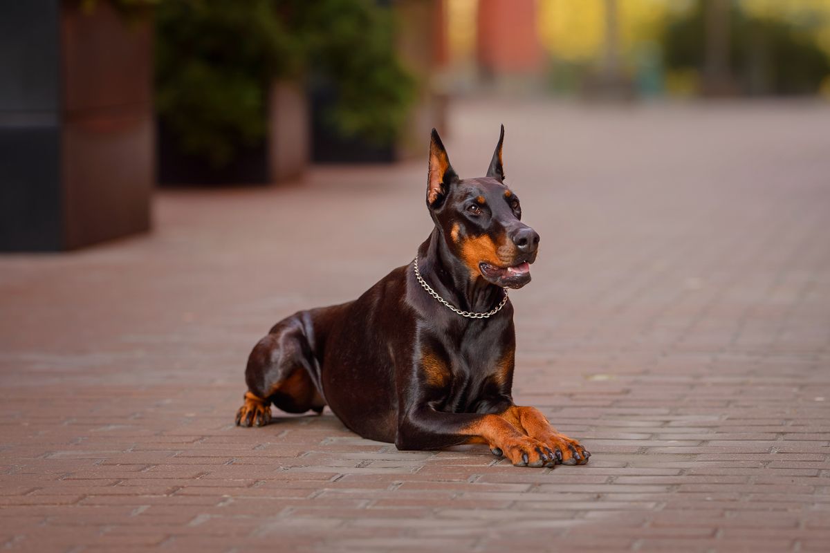 Doberman history