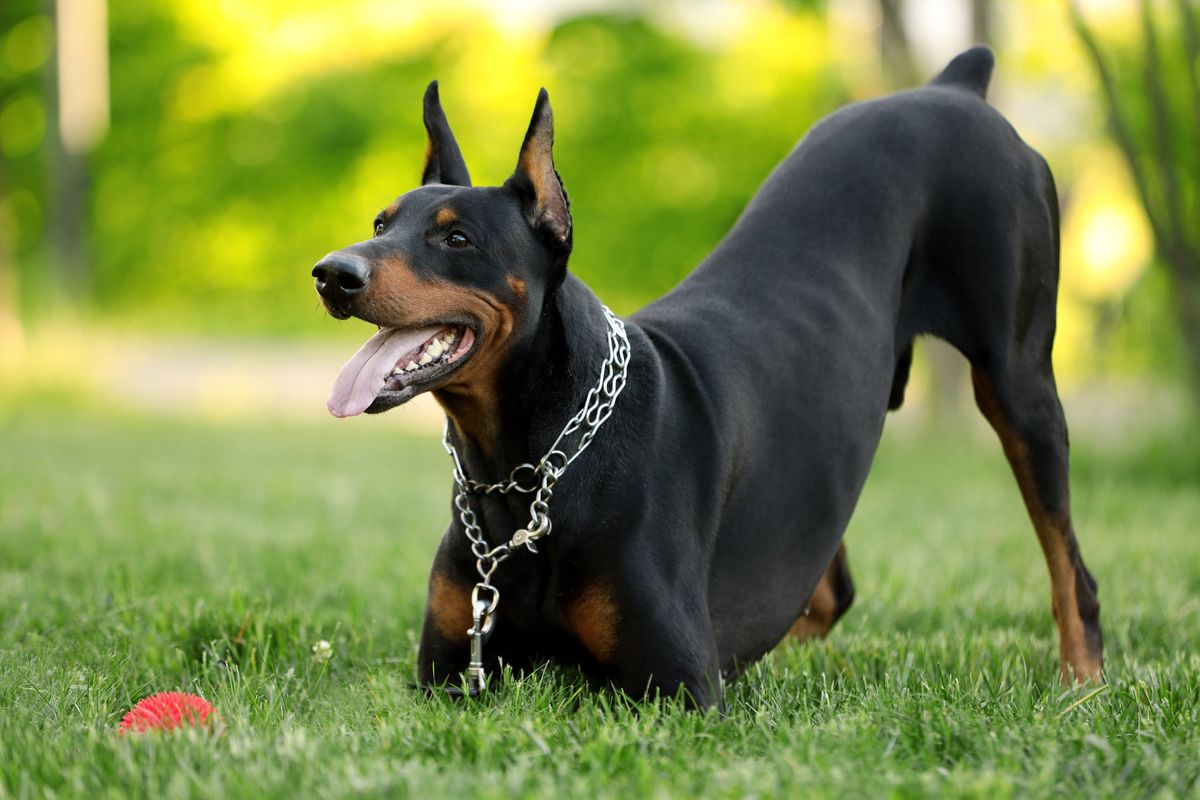 Doberman personality