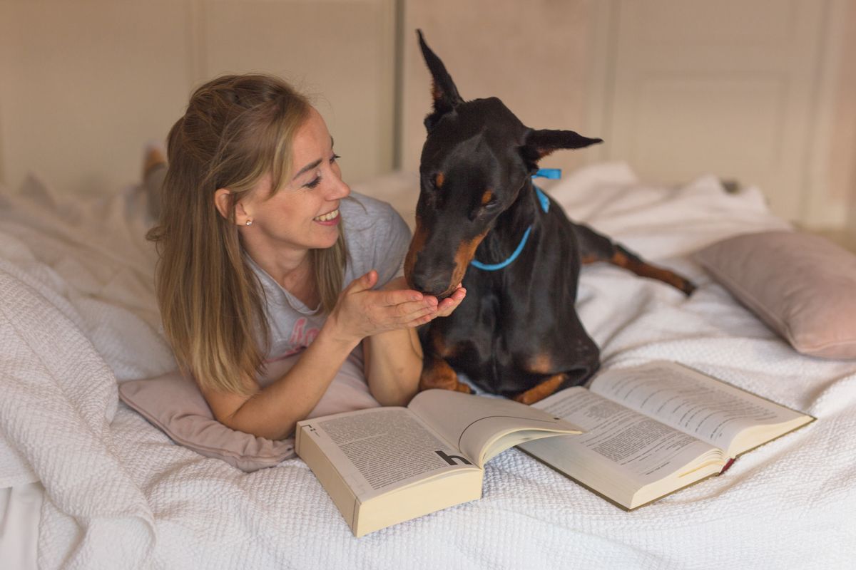 Doberman with owner