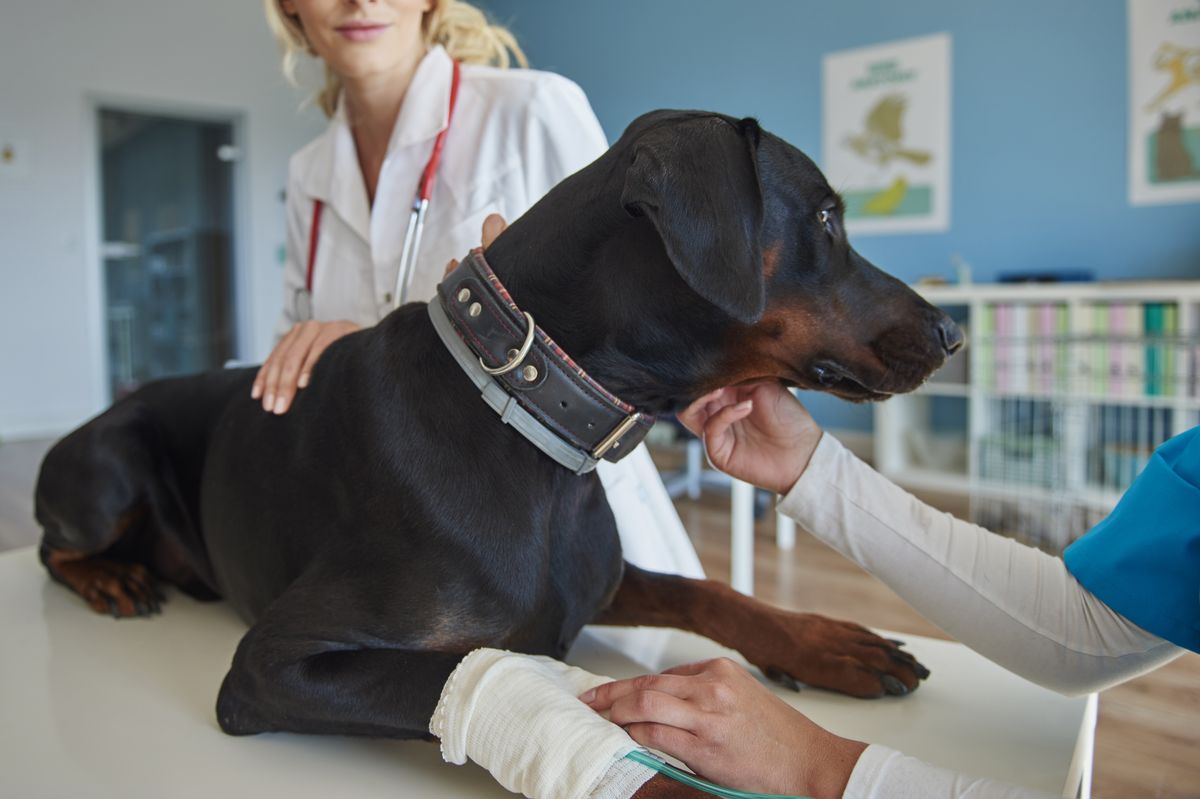 Doberman health