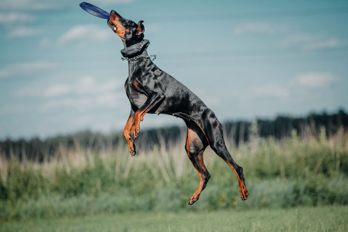 Doberman exercise