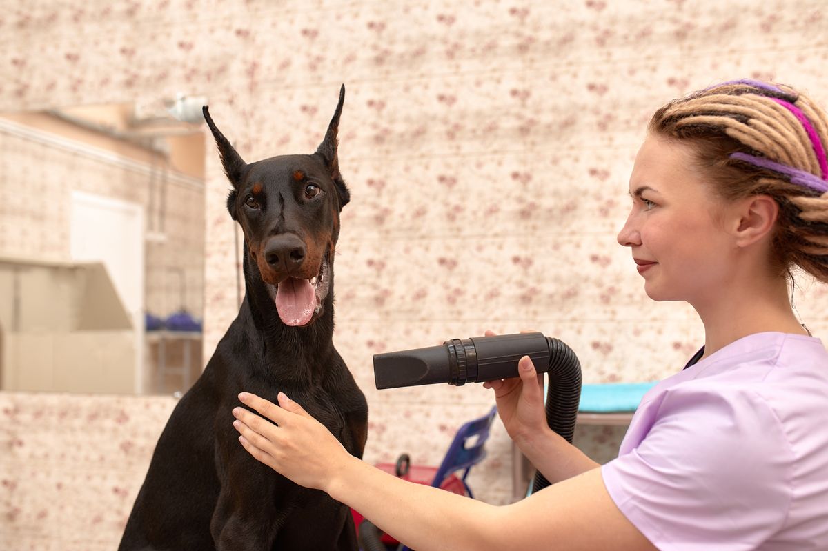 Doberman grooming