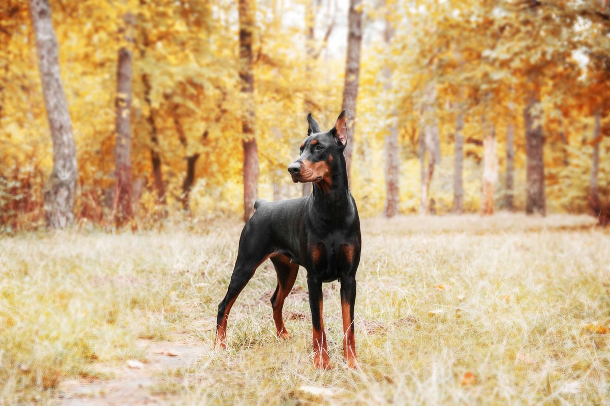 Doberman feeding
