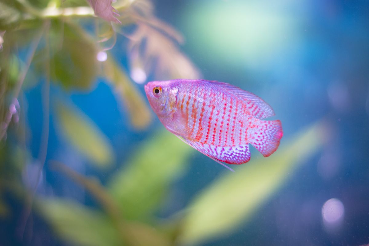 Dwarf Gourami