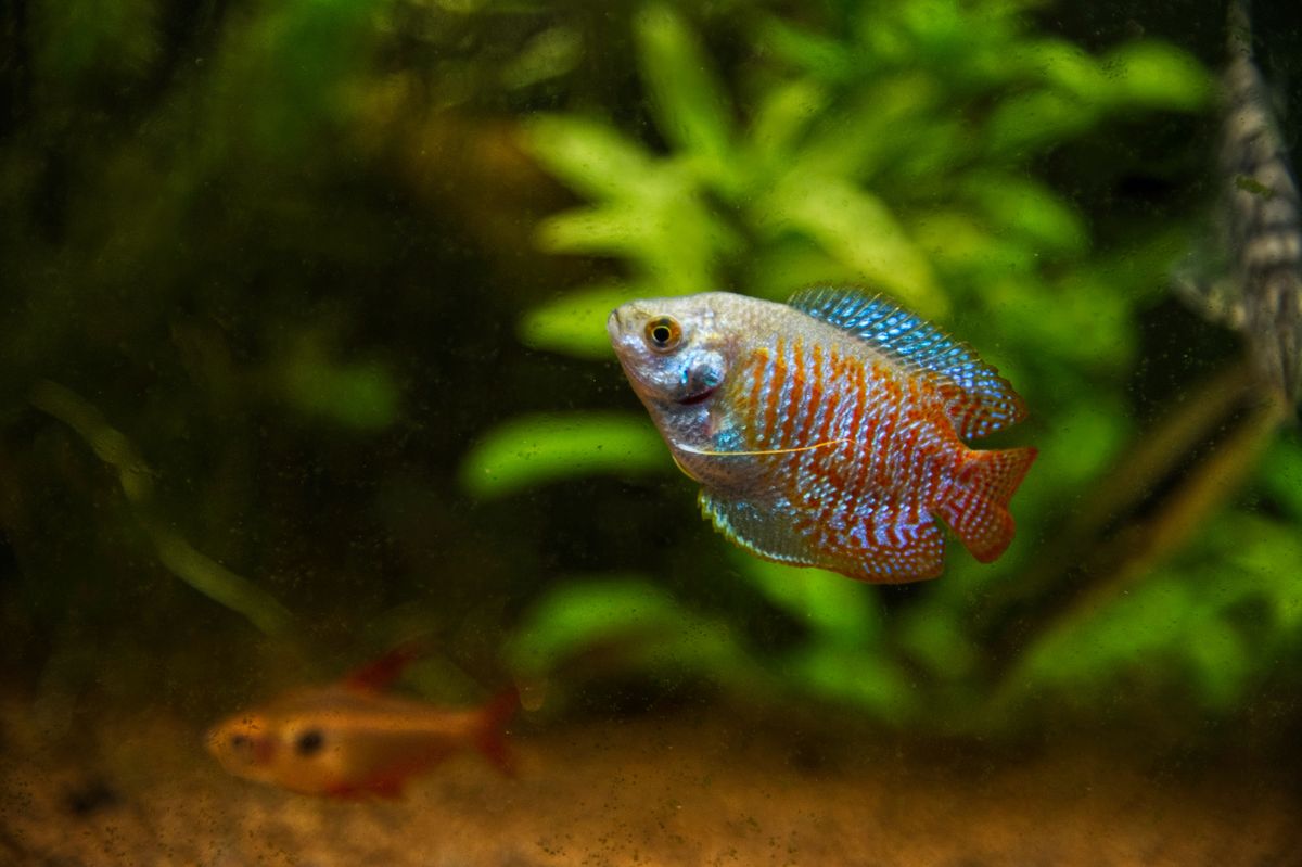 Dwarf Gourami swimming in a planted aquarium tank
