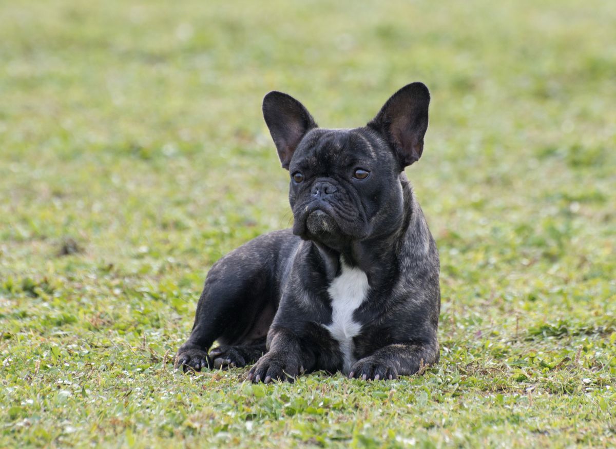 French Bulldog