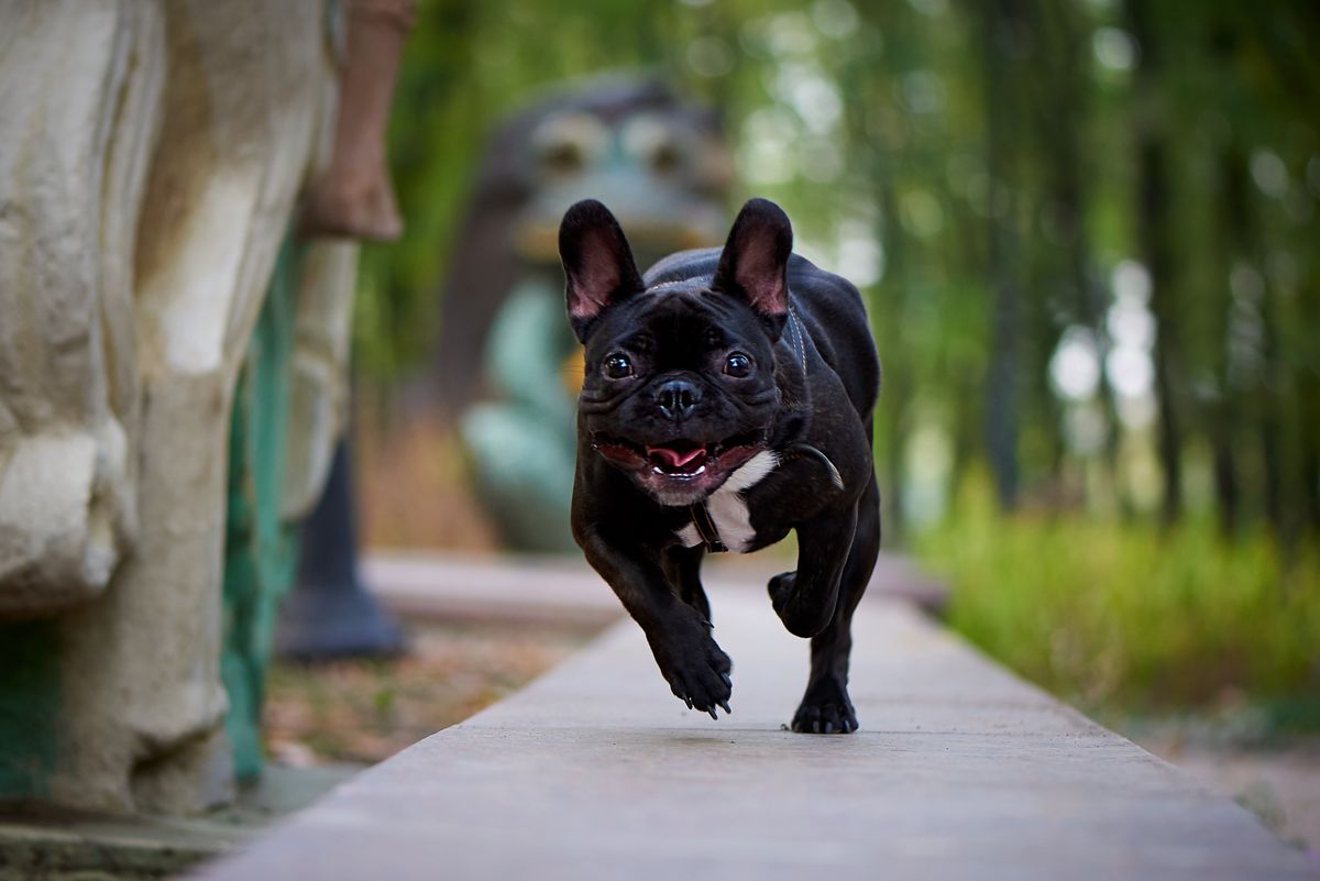 French Bulldog running outdoors on a walk