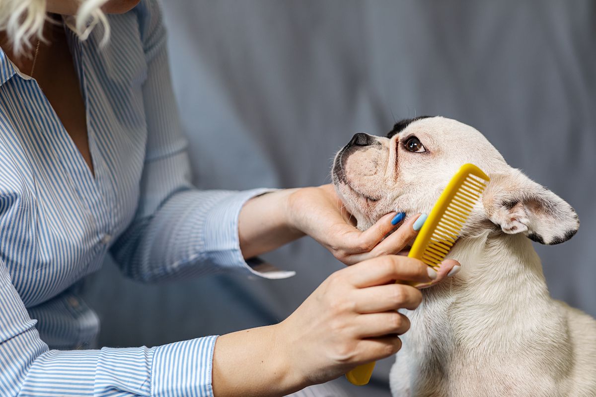 Woman combing a French Bulldog in bright light