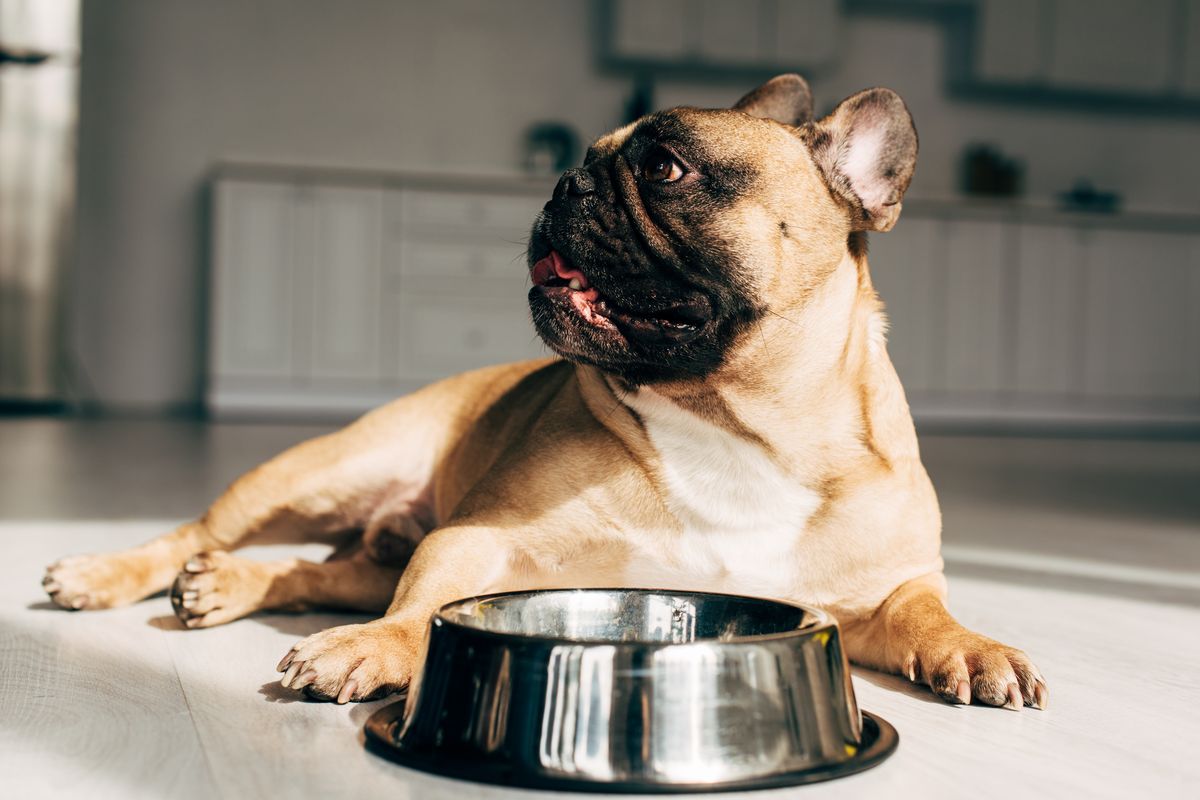 Tan French Bulldog lying down near empty food bowl