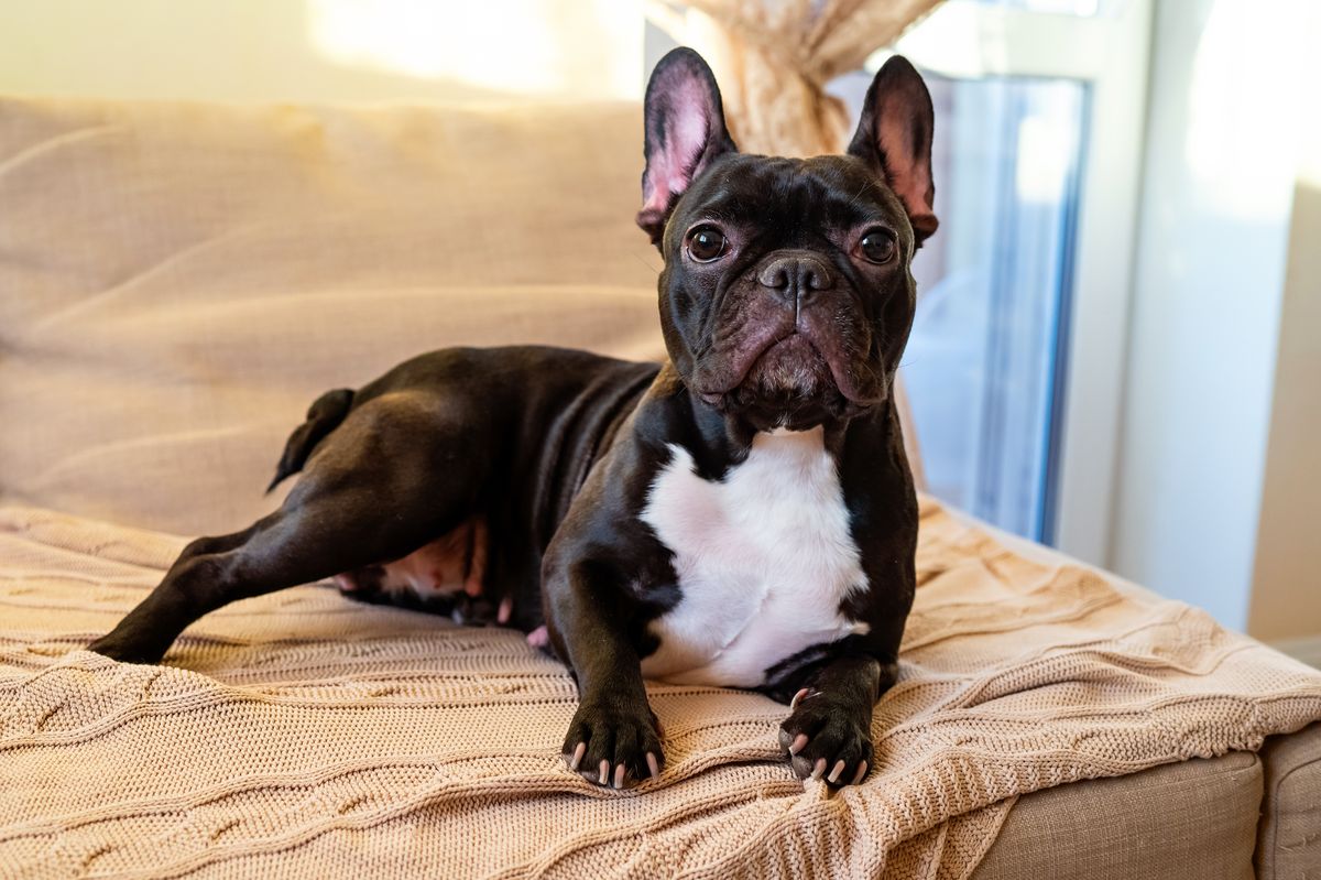 French Bulldog relaxing on a beige couch indoors
