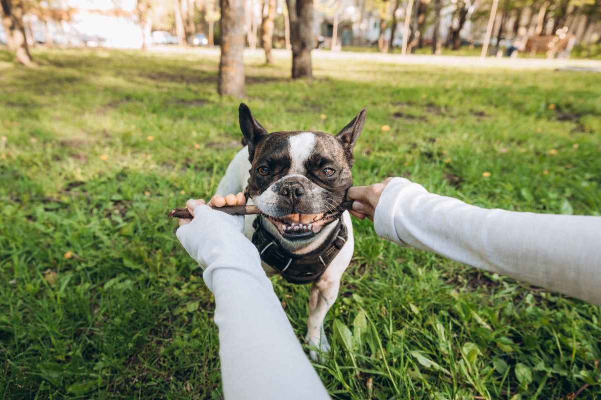 Playful French Bulldog holding a stick in its mouth