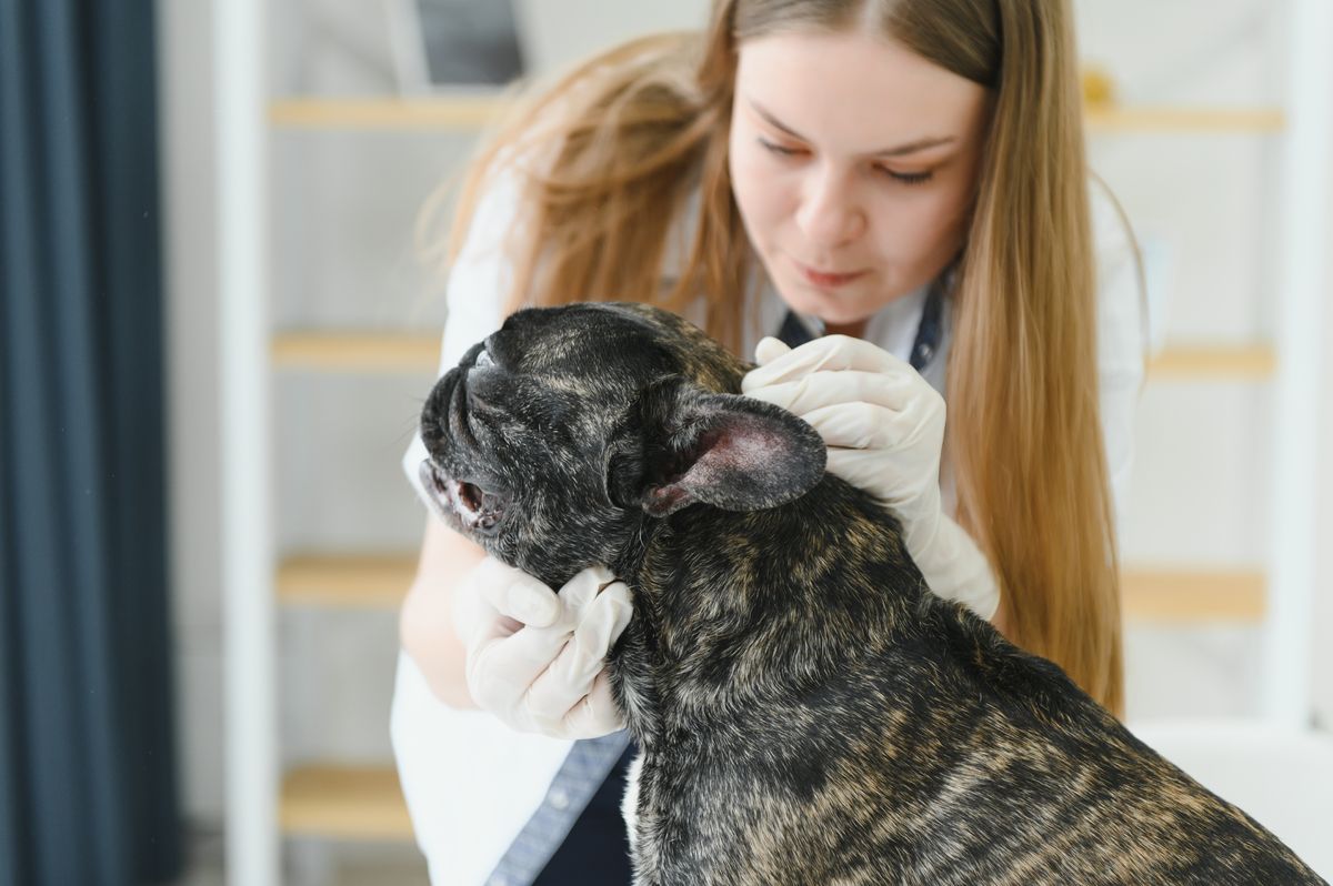 French Bulldog at the veterinarian for a checkup