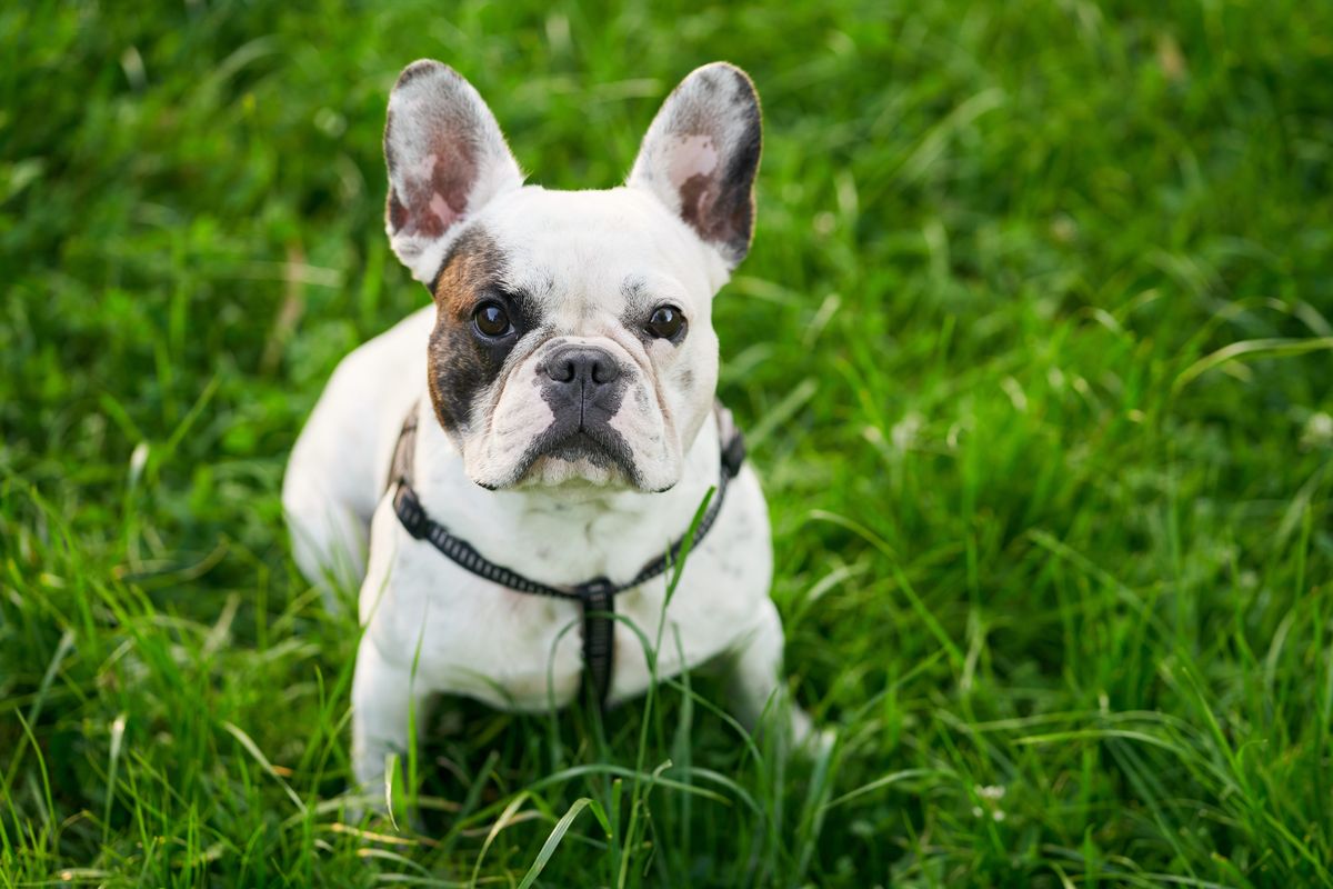 French Bulldog sitting on green grass outdoors