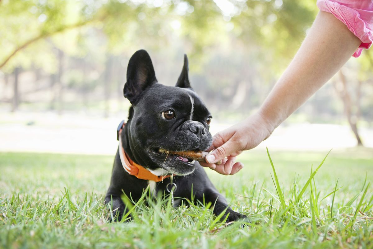 Hand giving a bone treat to a French Bulldog in the park
